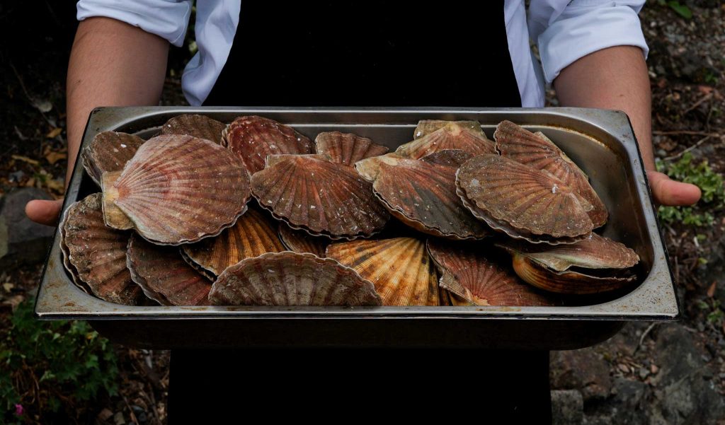 A tray of fresh scallops in their shells held up to the camera, ready for preparation at Cottage in the Wood.