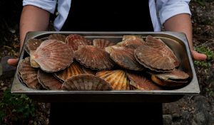 A tray of fresh scallops in their shells held up to the camera, ready for preparation at Cottage in the Wood.